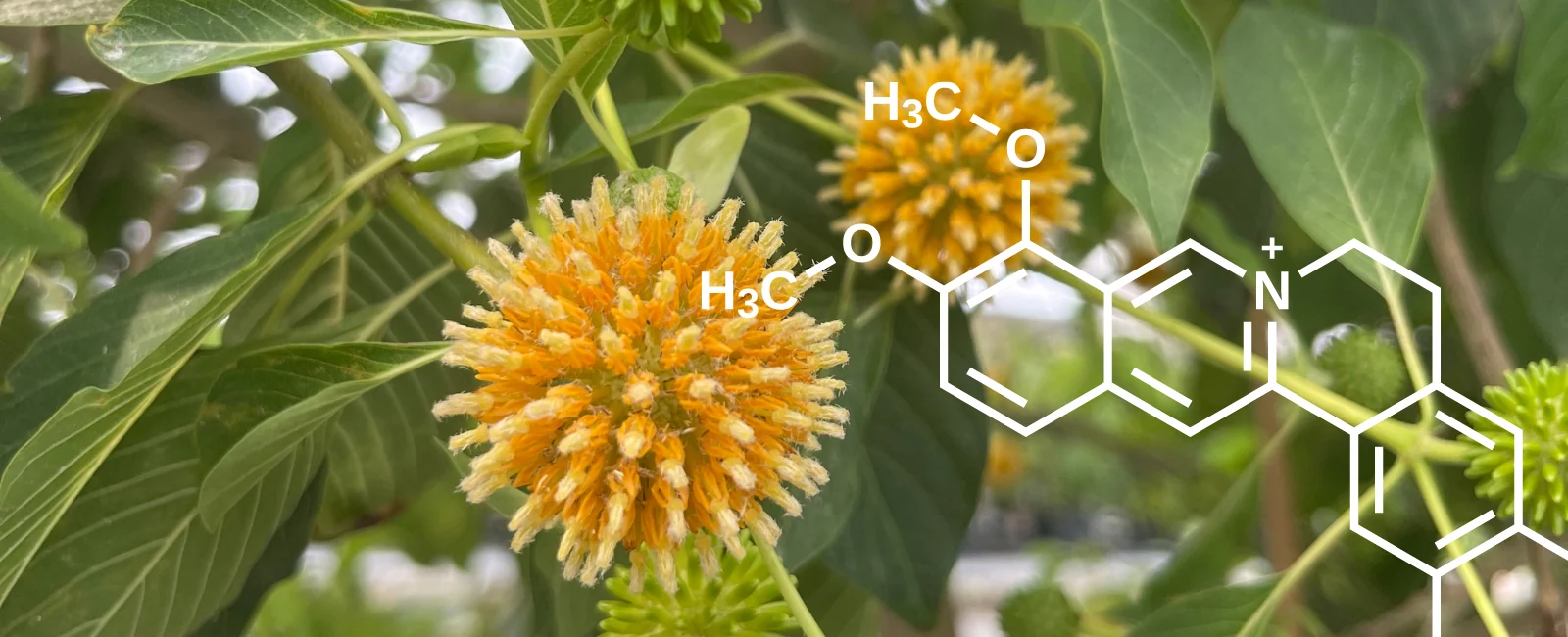 Live Fully with ETHA Botanicals